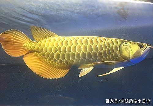 紅龍魚大賽：2018國際頂級紅龍魚大賽紅龍魚冠軍賽紅龍魚大賽