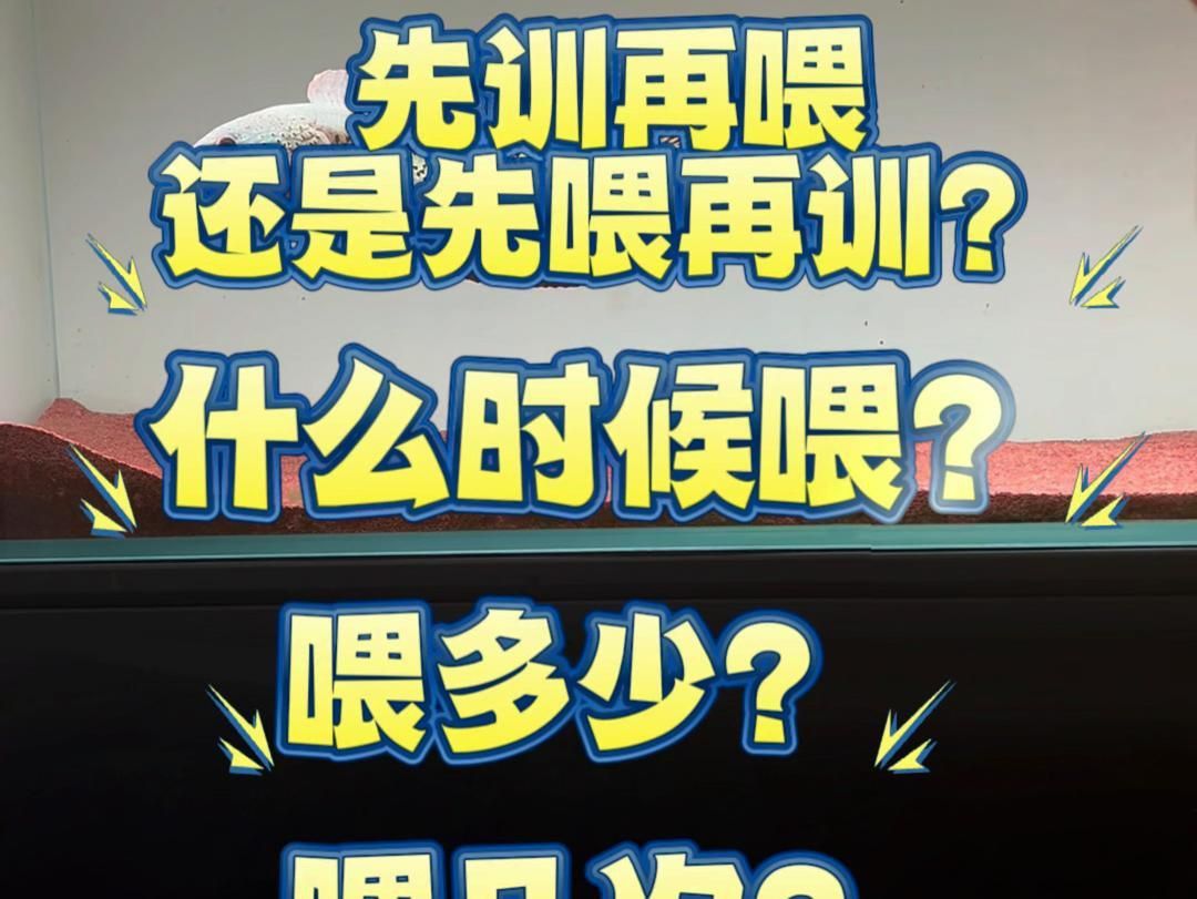 如何判斷雷龍魚是否吃飽？
