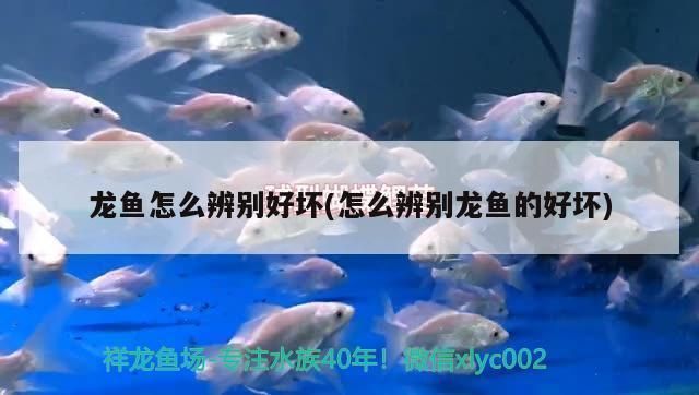 龍魚怎么分辨好壞