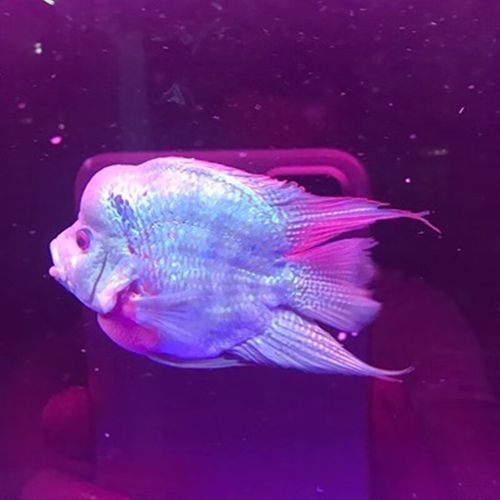 龍魚和羅漢魚哪個貴
