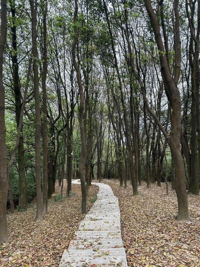 廣州龍魚線攻略