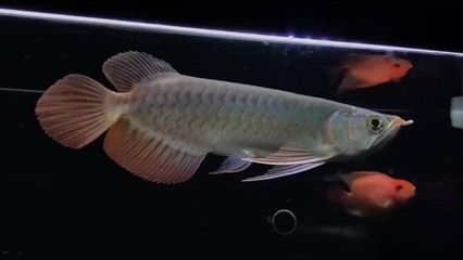 小紅龍魚不吃食怎么辦呢：小紅龍魚不吃食怎么辦
