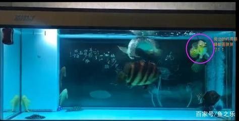 龍魚會咬虎魚嗎為什么：龍魚和虎魚是否可以一起混養，飼養者需要做好準備和管理