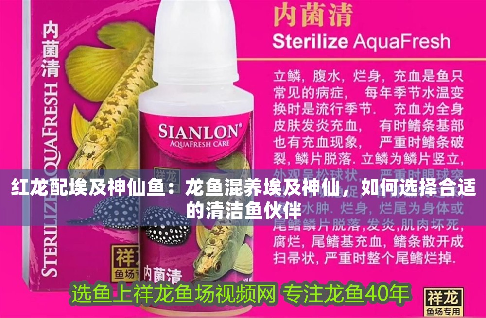 紅龍配埃及神仙魚：龍魚混養埃及神仙，如何選擇合適的清潔魚伙伴