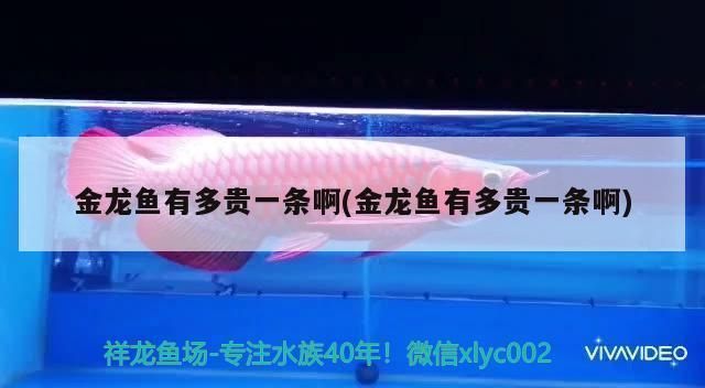 金龍魚多貴一條啊多少錢一條（金龍魚市場價格走勢,金龍魚飼養(yǎng)技巧分享）