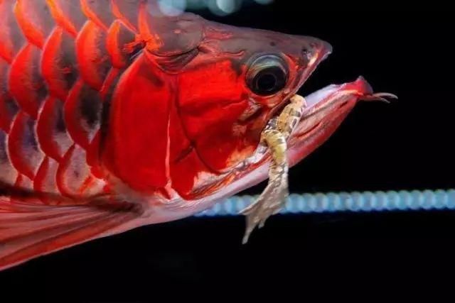 龍魚可以吃小白條嗎有毒嗎：小白條的正確喂養方法，預防龍魚白點病的措施