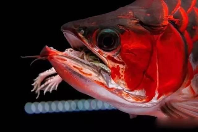 龍魚可以吃小白條嗎有毒嗎：小白條的正確喂養(yǎng)方法，預(yù)防龍魚白點(diǎn)病的措施