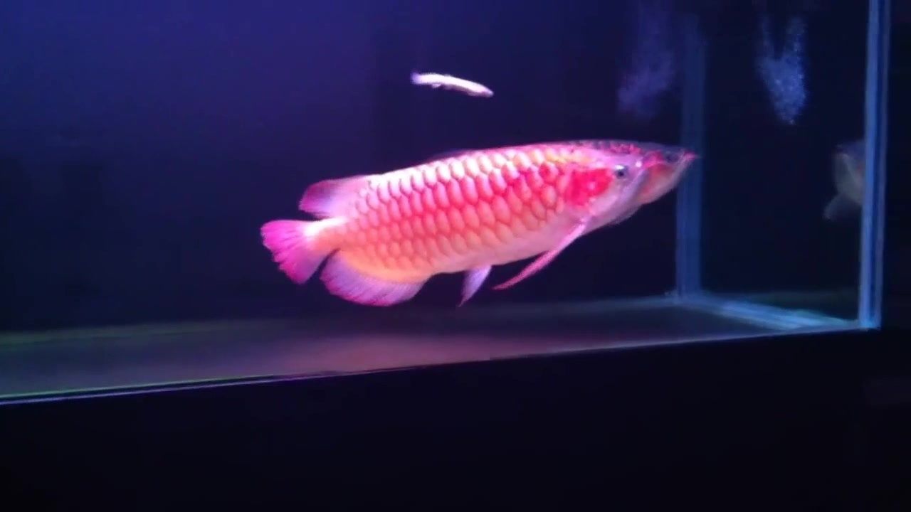 紅龍魚家養一般的能養幾年（紅龍魚家養壽命是多少） 紅龍魚家養一般的能養幾年（紅龍魚家養壽命是多少） 龍魚百科 第1張