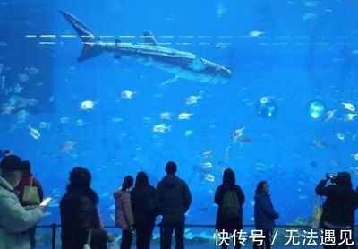 虎鯨和巨型金龍魚(yú)，誰(shuí)更厲害？：探討虎鯨（orcinusorca）和巨型金龍魚(yú)之間的差異