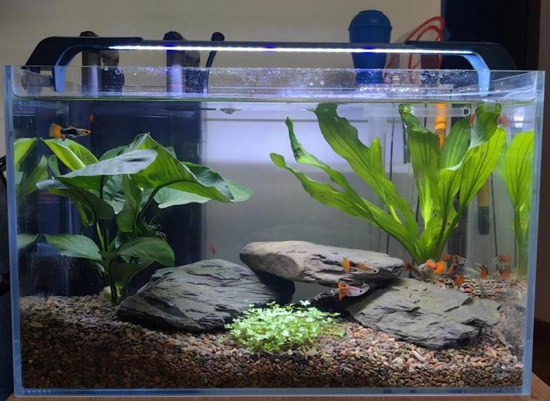 40公分寬魚缸需要多大的過濾系統？