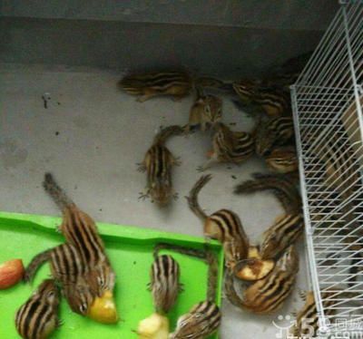 廣州花鳥市場批發龍魚在哪里進貨:廣州花地灣花鳥魚蟲批發市場 龍魚百科 第2張 廣州花鳥市場批發龍魚在哪里進貨:廣州花地灣花鳥魚蟲批發市場 廣州花鳥市場批發龍魚在哪里進貨:廣州花地灣花鳥魚蟲批發市場 龍魚百科 第2張