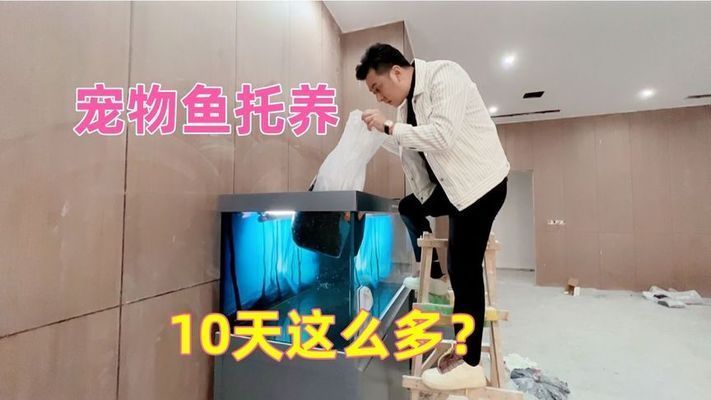 龍魚寄養(yǎng)要多少錢一斤：龍魚寄養(yǎng)市場價格對比