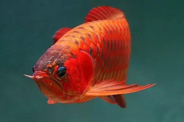 龍魚喂飼料會不會兜嘴（龍魚兜嘴矯正成功案例）
