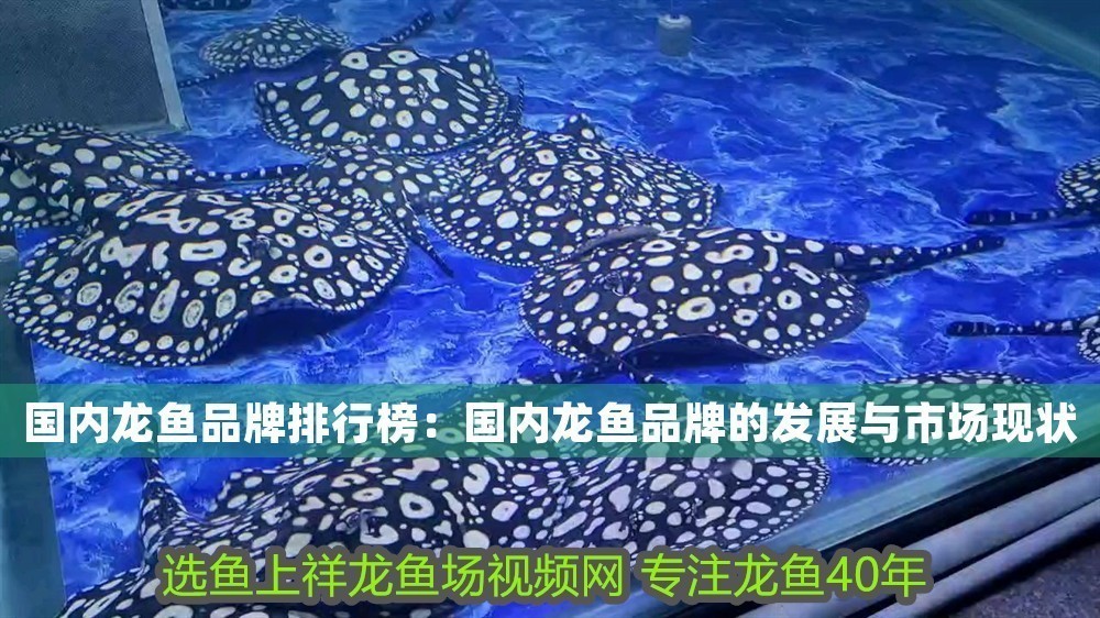 國內龍魚品牌排行榜：國內龍魚品牌的發展與市場現狀