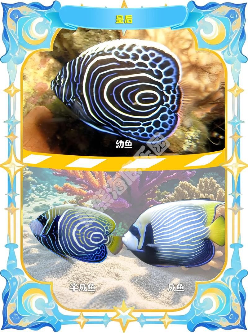 純黑色的龍魚