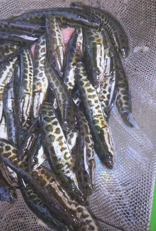 純黑色的龍魚