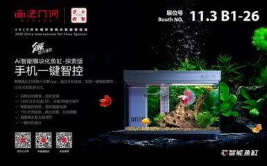 澳洲星點金龍魚（澳洲星點金龍魚的飼養注意事項）