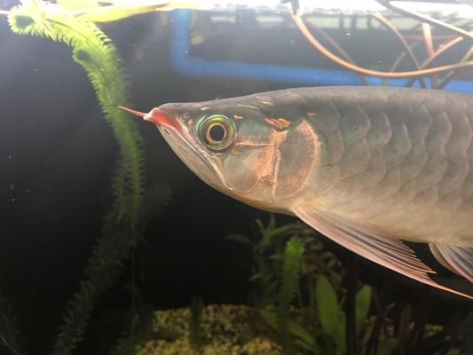 龍魚胡子齊根斷：如何預防龍魚胡子斷了會影響壽命嗎