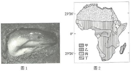 肺魚在干涸環境中的生存機制（肺魚在干涸環境中的生存機制主要體現在以下幾個方面）