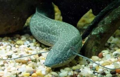 肺魚在干涸環境中的生存機制（肺魚在干涸環境中的生存機制主要體現在以下幾個方面）