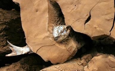 肺魚在干涸環境中的生存機制（肺魚在干涸環境中的生存機制主要體現在以下幾個方面）