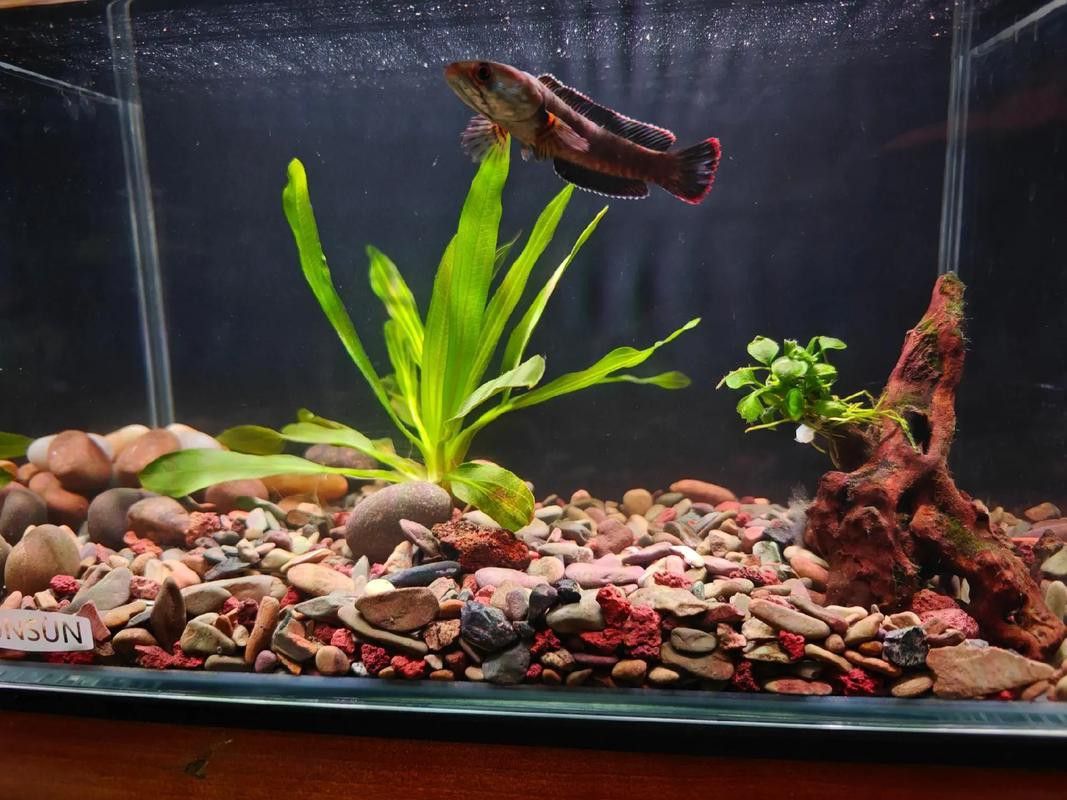 幻彩藍寶石雷龍魚發色