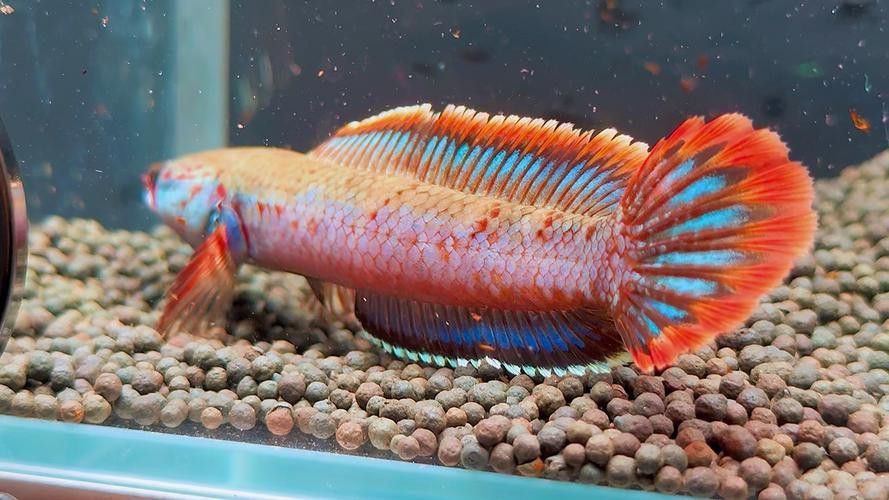 幻彩藍寶石雷龍魚發色