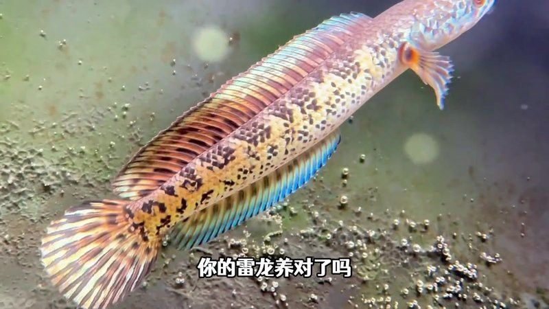 幻彩藍寶石雷龍魚發色