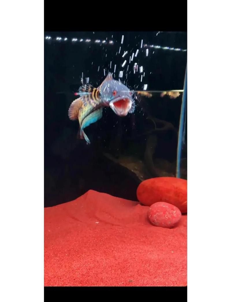 幻彩藍寶石雷龍魚發色