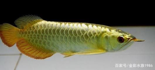 龍魚怎么看好壞：如何判斷龍魚的健康狀況