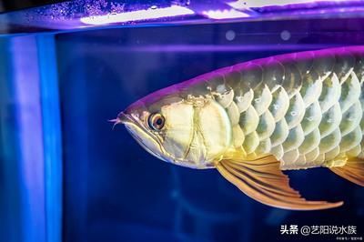龍魚怎么看好壞：如何判斷龍魚的健康狀況