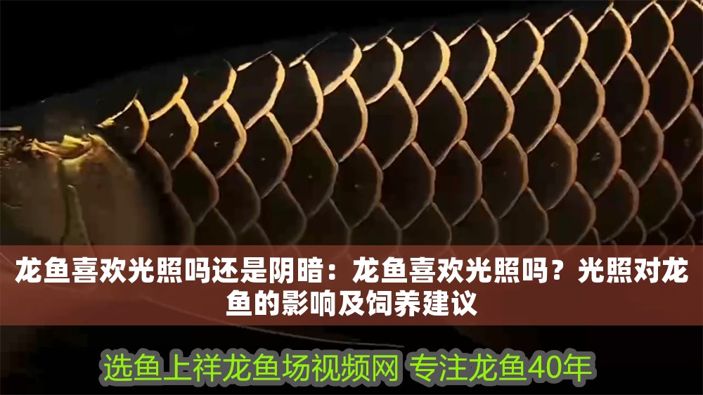 龍魚喜歡光照嗎還是陰暗：龍魚喜歡光照嗎？光照對龍魚的影響及飼養建議