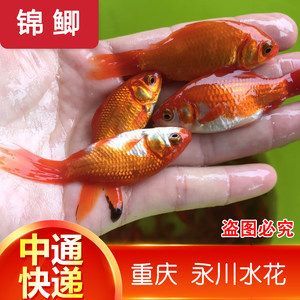 小活魚怎么處理才能喂龍魚：龍魚喂養的注意事項