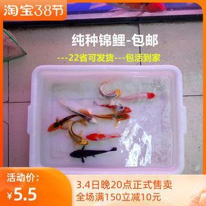 小活魚怎么處理才能喂龍魚：龍魚喂養的注意事項