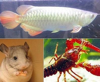 什么人不適合養龍魚魚類：不適合養龍魚的幾種人群