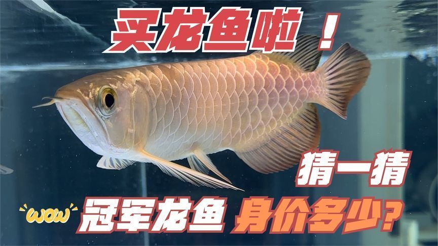 買龍魚到哪個平臺好：如何選擇購買龍魚的平臺？