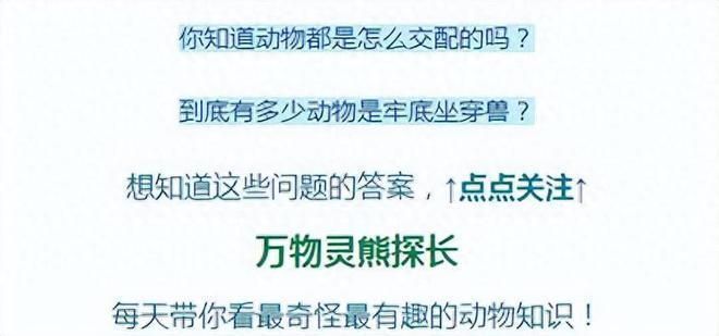 龍魚最高拍賣價：龍魚最高拍賣價,根據搜索結果，龍魚拍賣價并沒有一個確切的數字