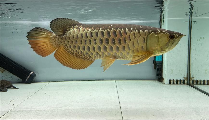銀龍魚過背和高背區(qū)別圖解