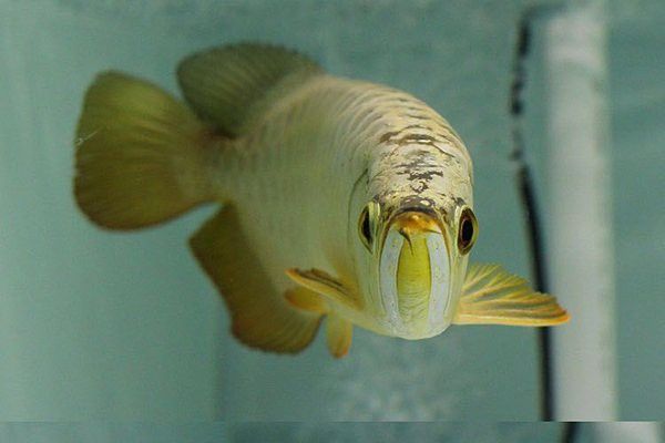 紅龍魚可以長多大