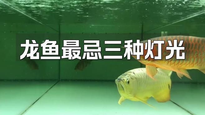 如何判斷過背金龍魚是否需要換燈？