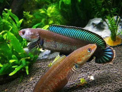 沉木對雷龍魚水質(zhì)的影響：沉木對雷龍魚水質(zhì)的影響是多方面的沉木對雷龍魚水質(zhì)的影響