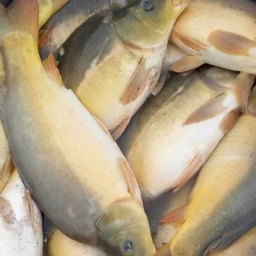 裸臀魚多少錢
