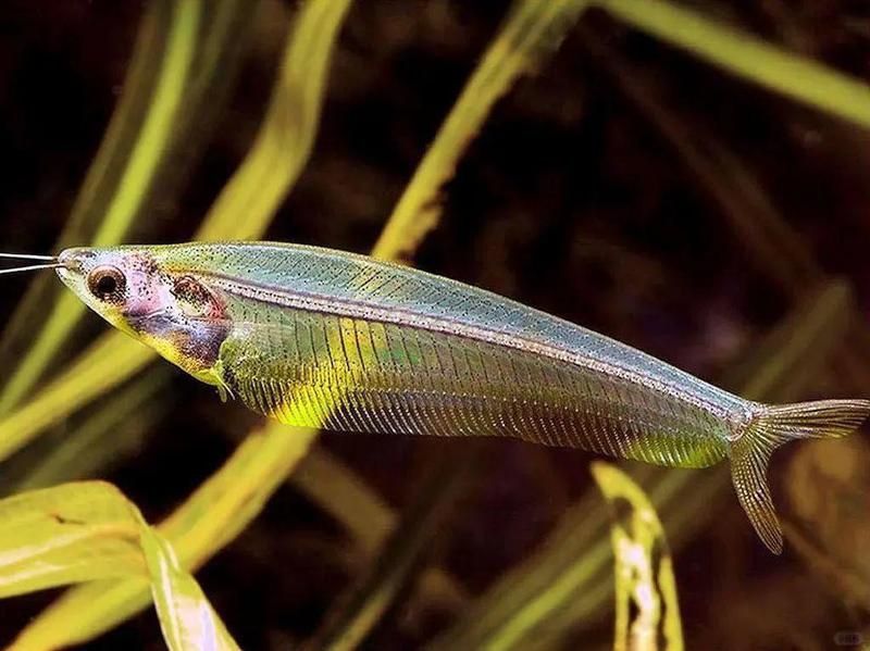 裸臀魚多少錢