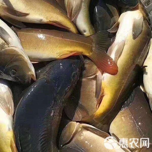 裸臀魚多少錢