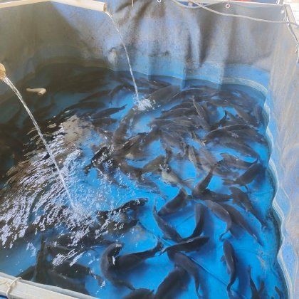 裸臀魚多少錢