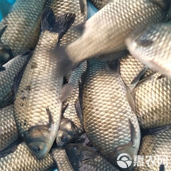 裸臀魚多少錢