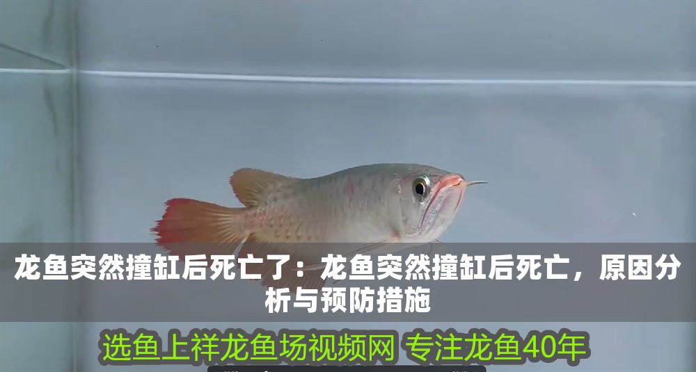 龍魚突然撞缸后死亡了：龍魚突然撞缸后死亡，原因分析與預防措施