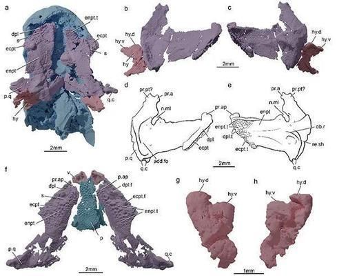 龍魚突然撞缸后死亡了：龍魚突然撞缸后死亡，原因分析與預防措施