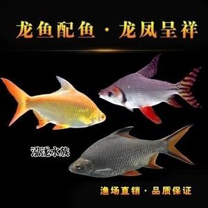 龍魚高端配魚有哪些：龍魚的配魚風水寓意解析