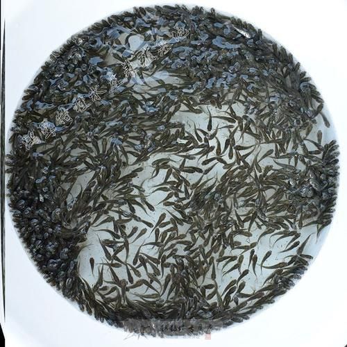 紅龍魚幼苗2公分圖片